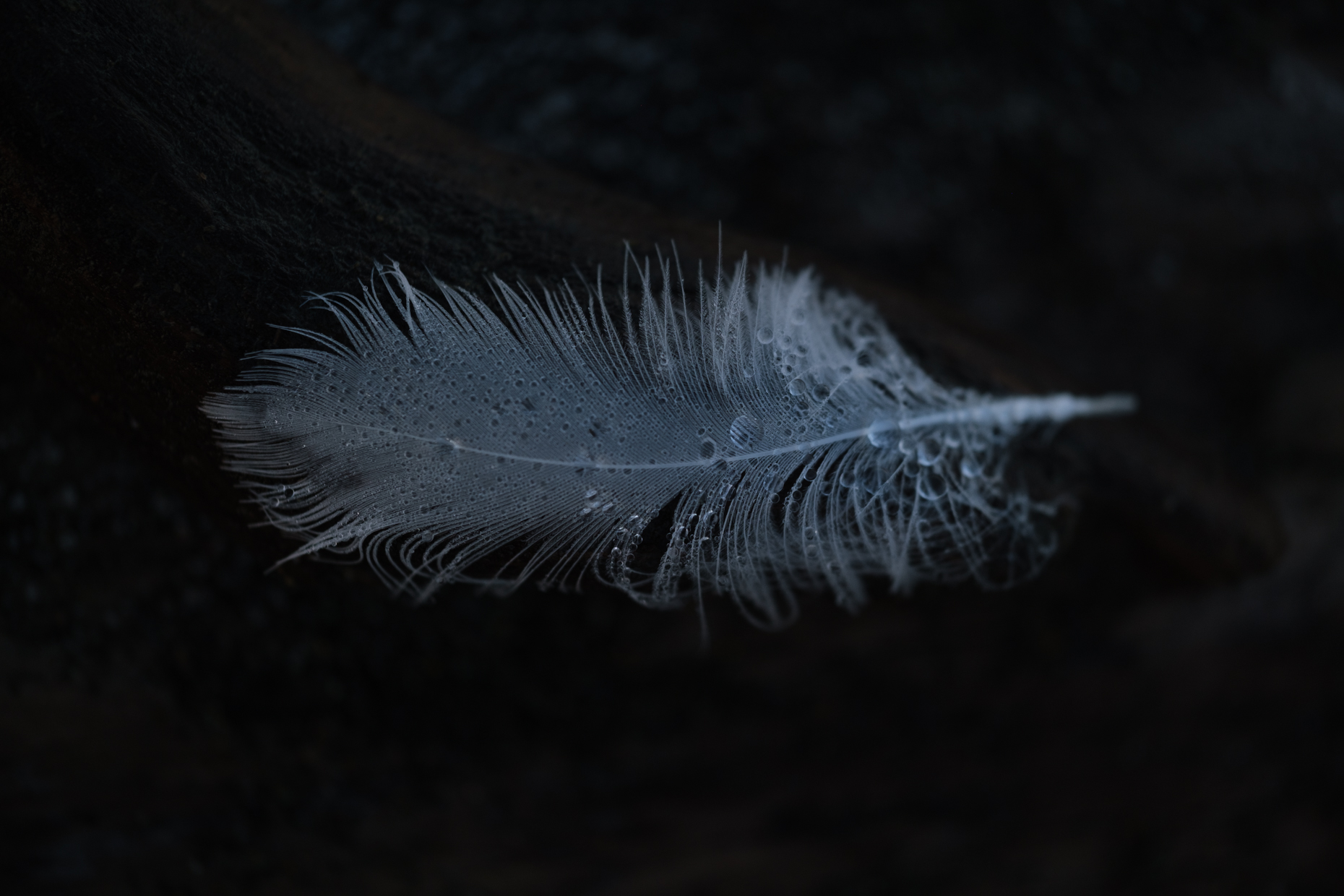 Feather-v2-6505